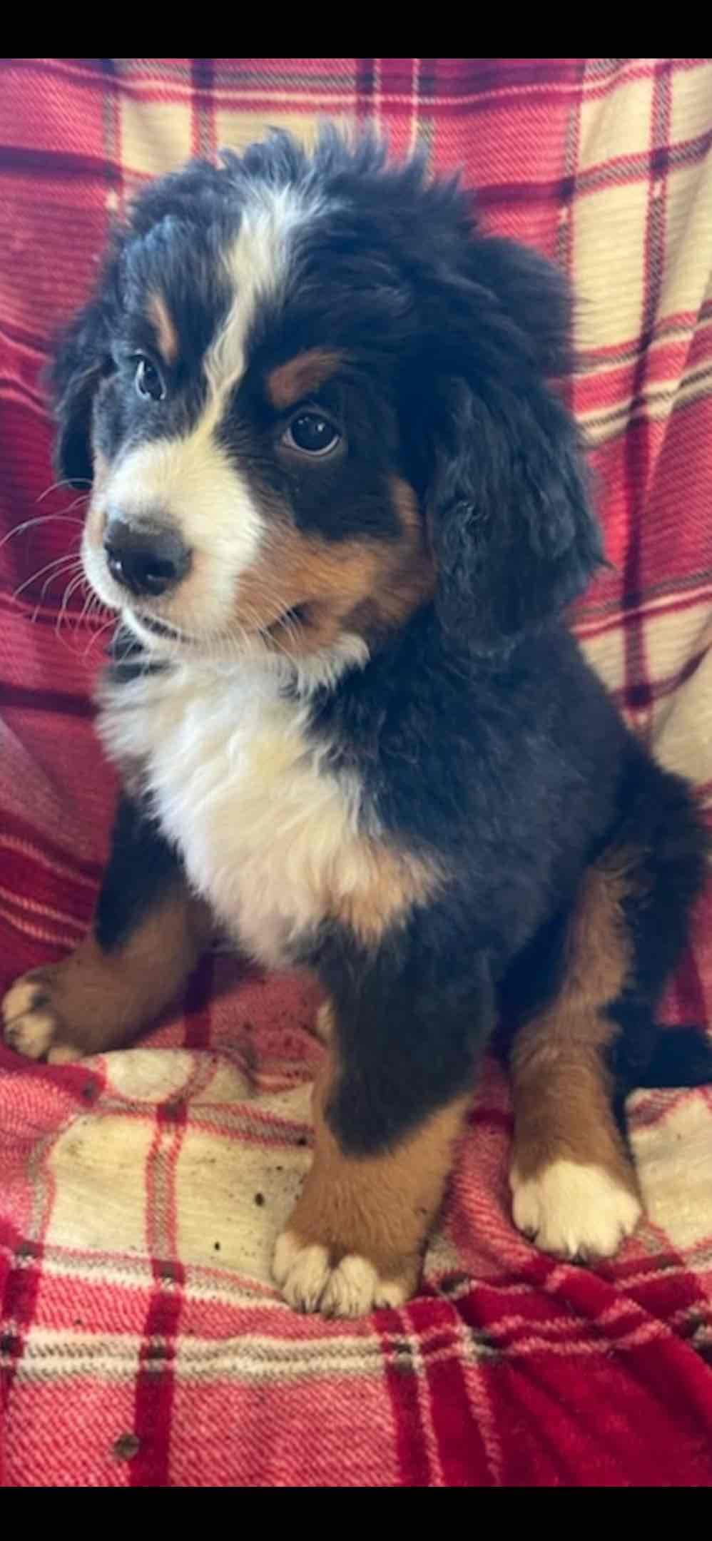 Bernese Mountain Dog Puppies breeder image 29