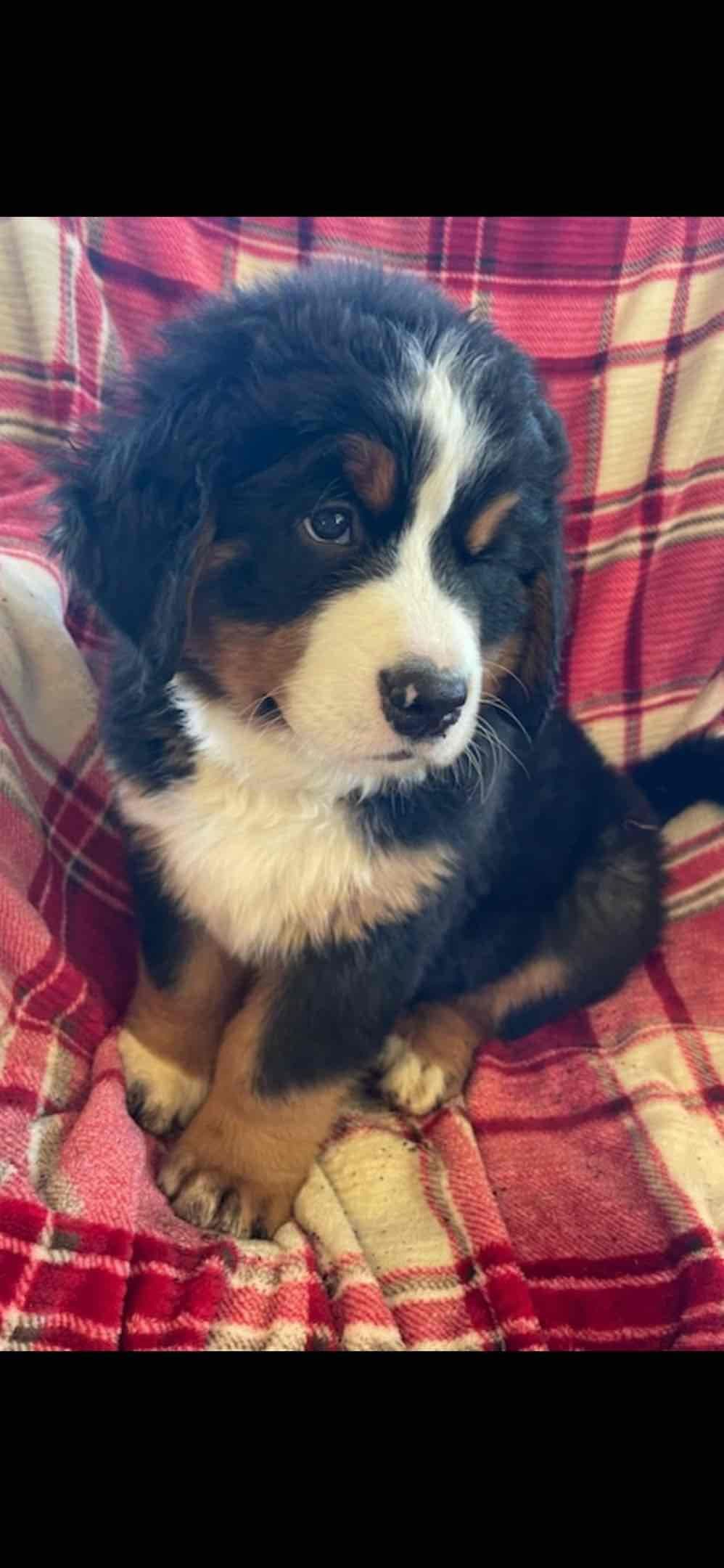 Bernese Mountain Dog Puppies breeder image 34