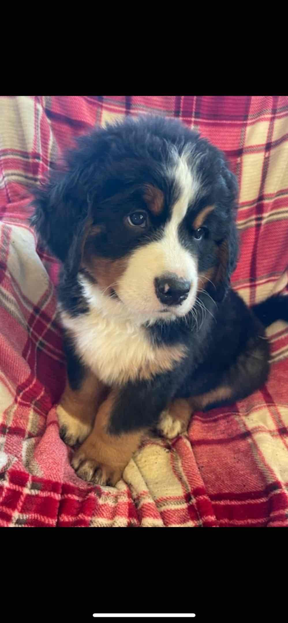Bernese Mountain Dog Puppies breeder image 35
