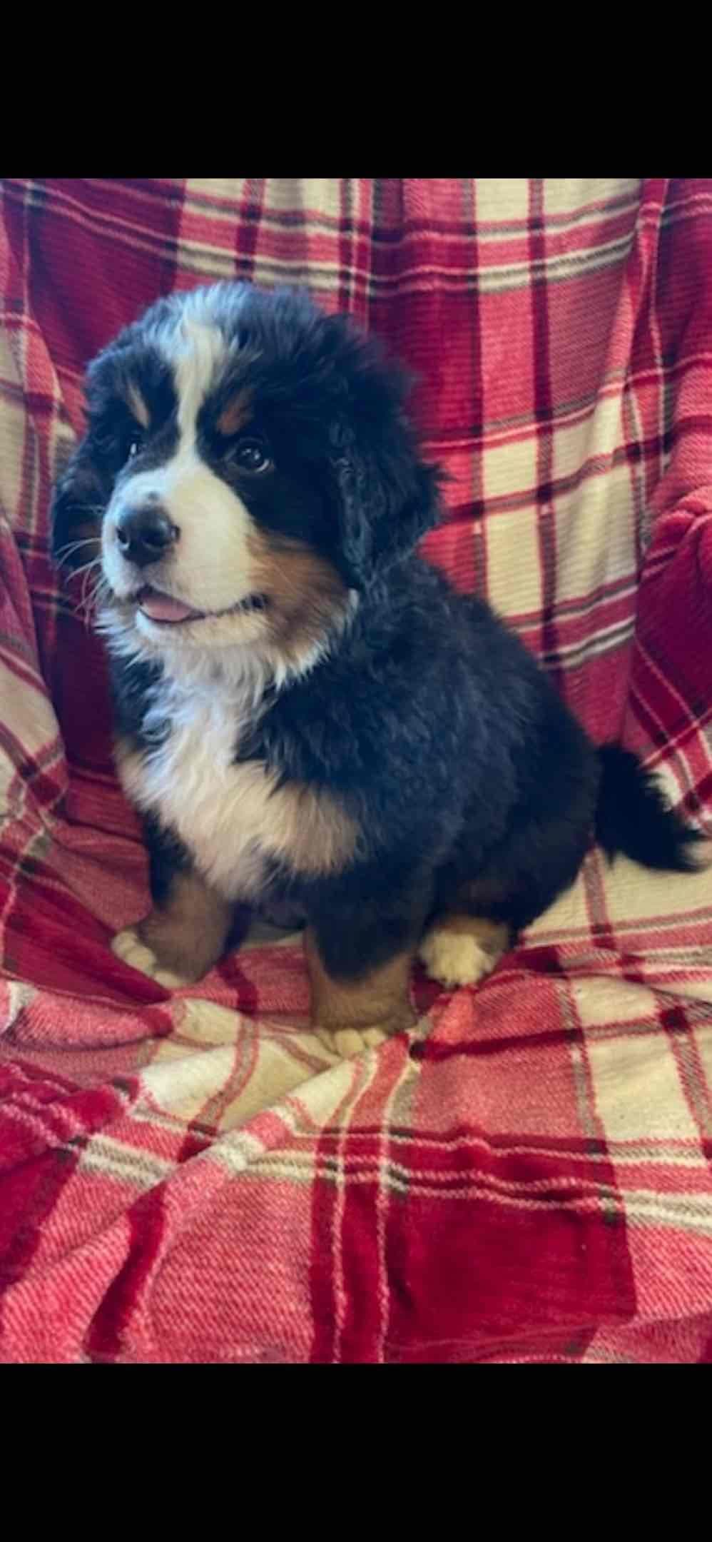 Bernese Mountain Dog Puppies breeder image 36