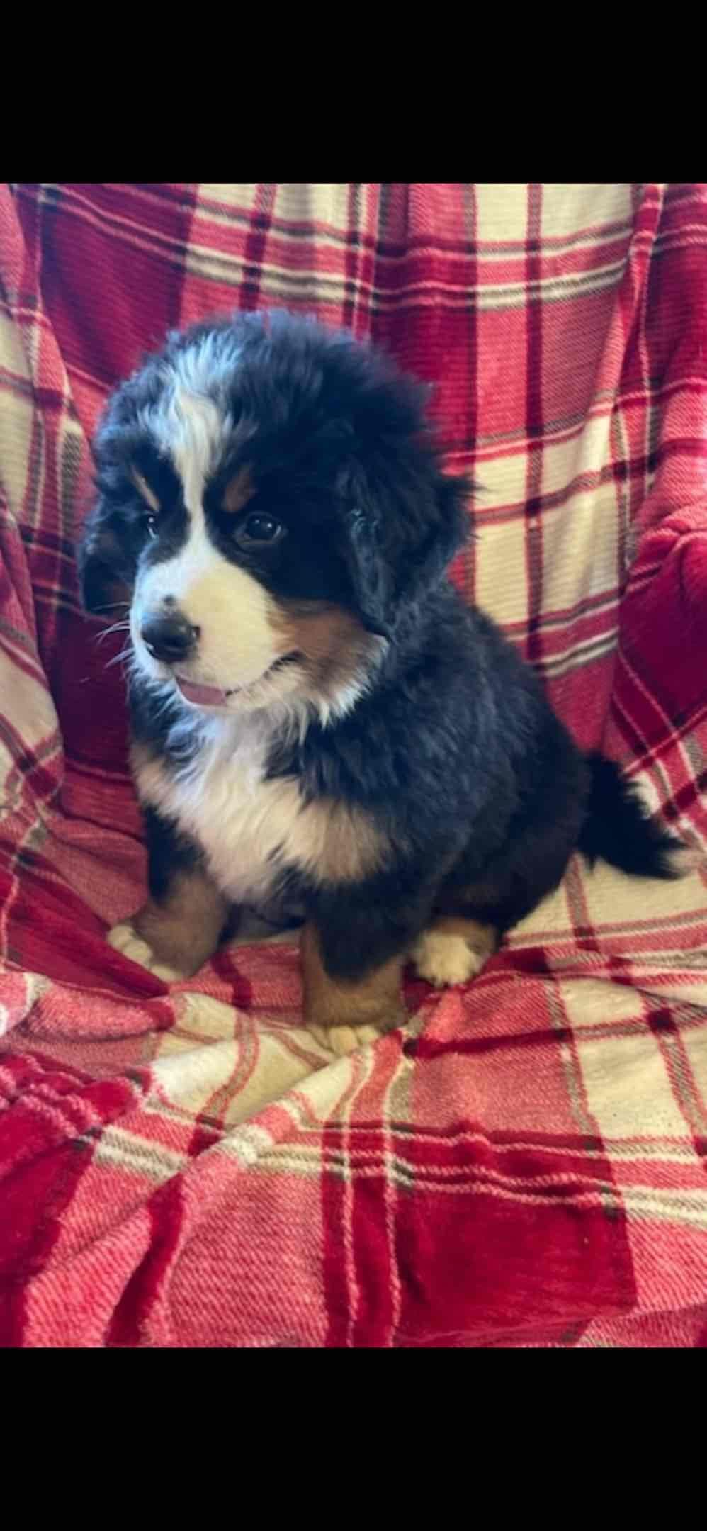 Bernese Mountain Dog Puppies breeder image 39