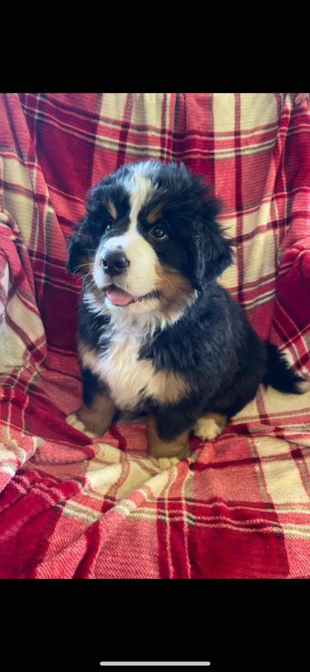 Bernese Mountain Dog Puppies breeder image 37