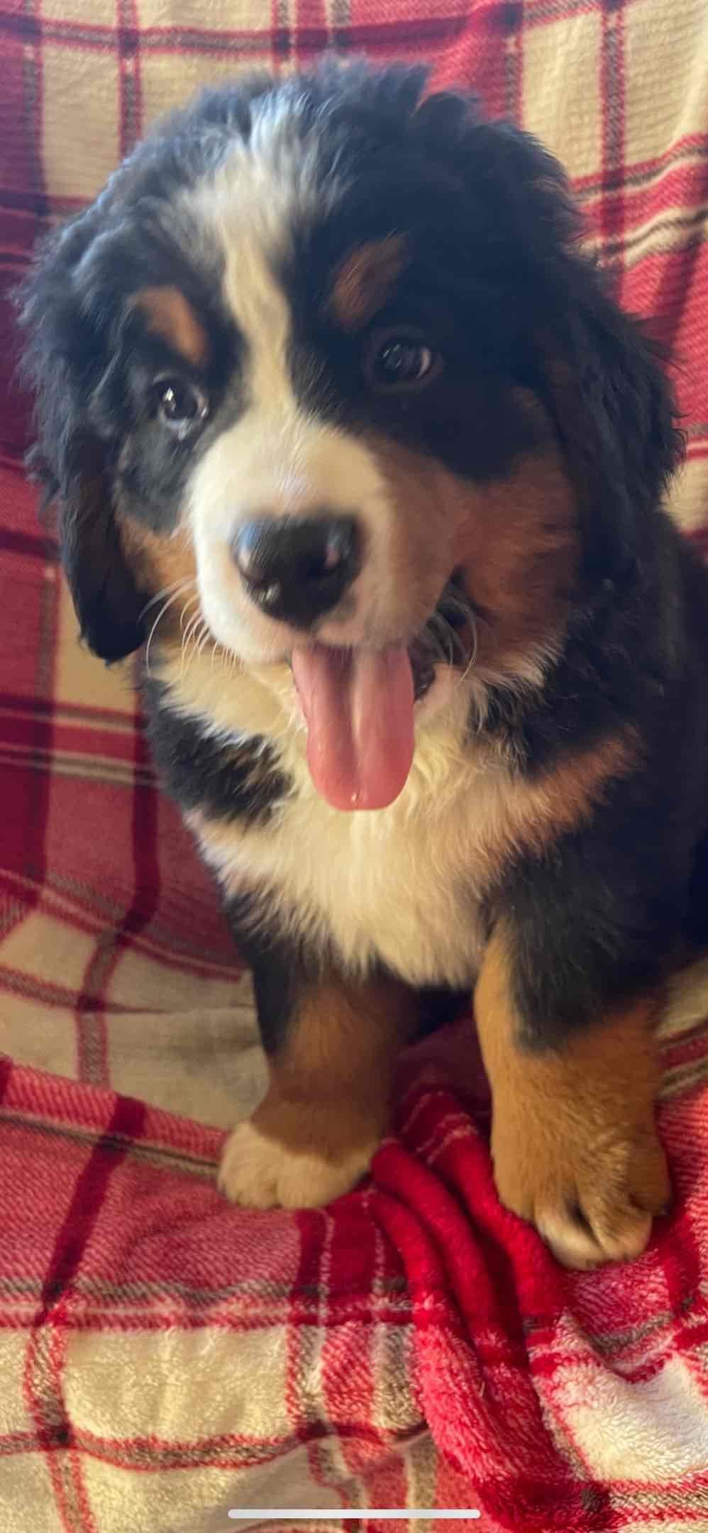 Bernese Mountain Dog Puppies breeder image 40