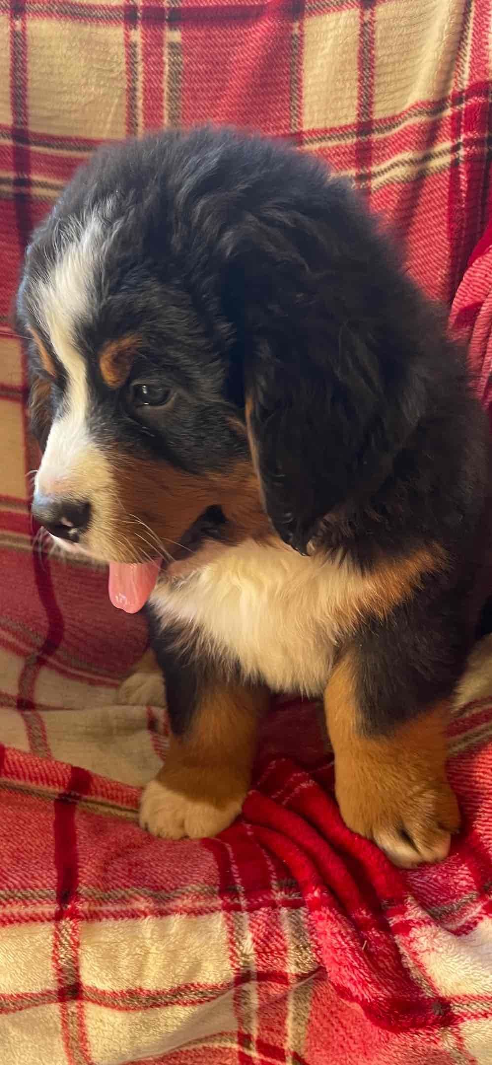 Bernese Mountain Dog Puppies breeder image 38