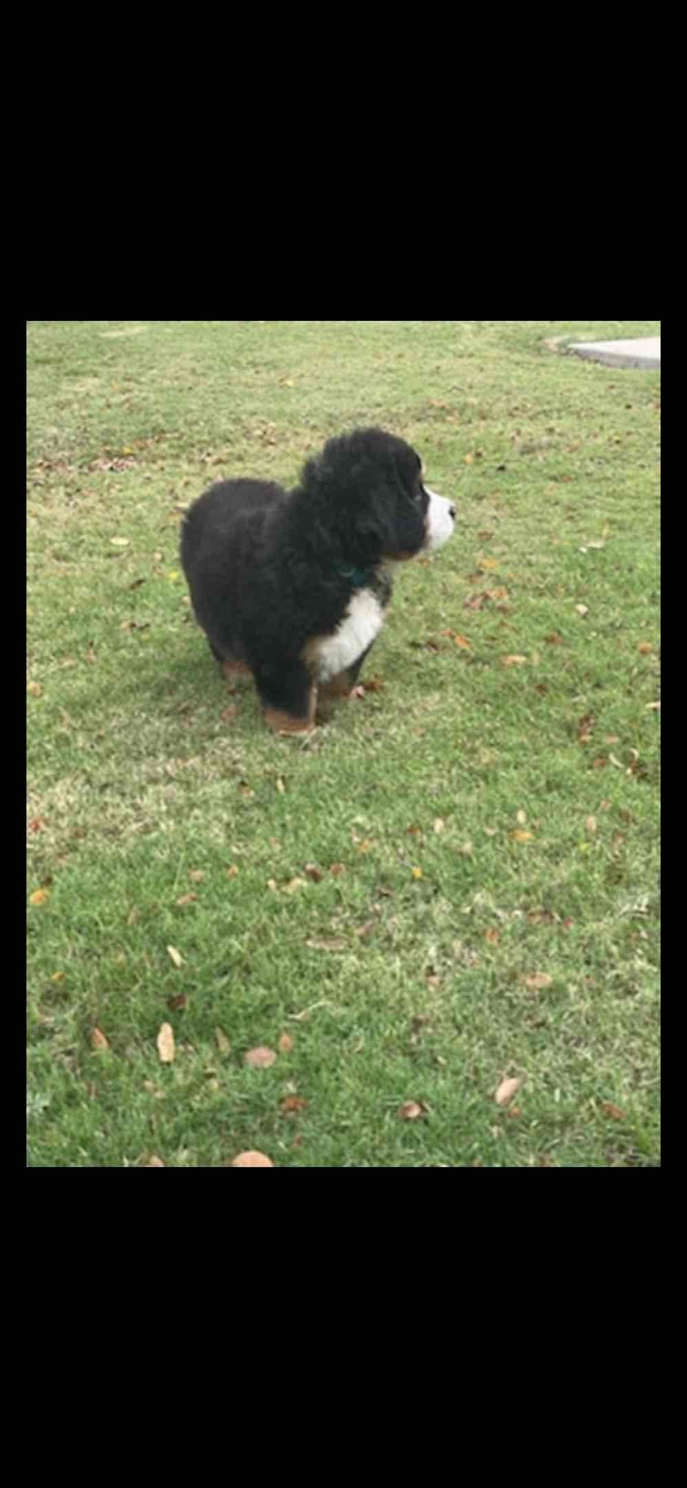 Bernese Mountain Dog Puppies breeder image 42