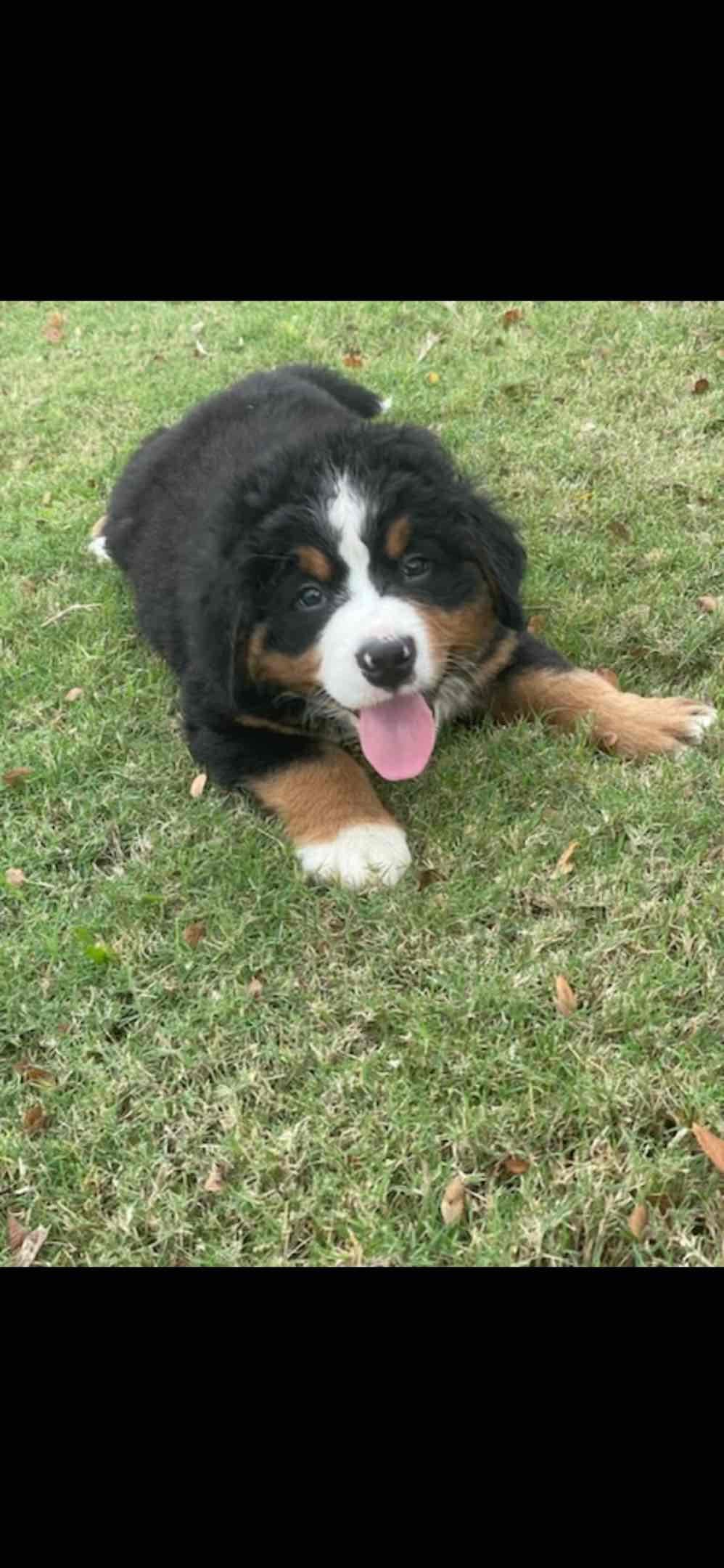Bernese Mountain Dog Puppies breeder image 43