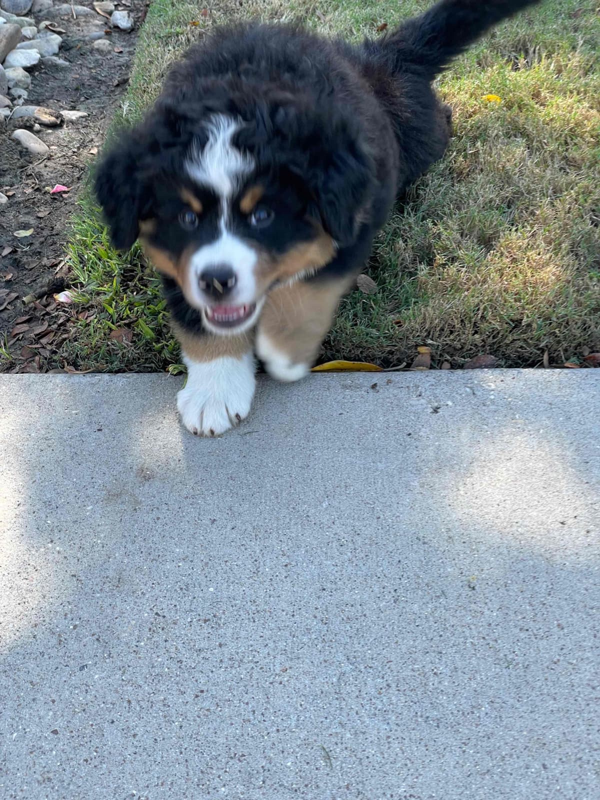 Bernese Mountain Dog Puppies breeder image 45