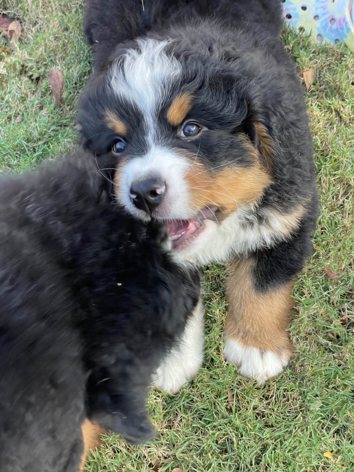 Bernese Mountain Dog Puppies breeder image 46