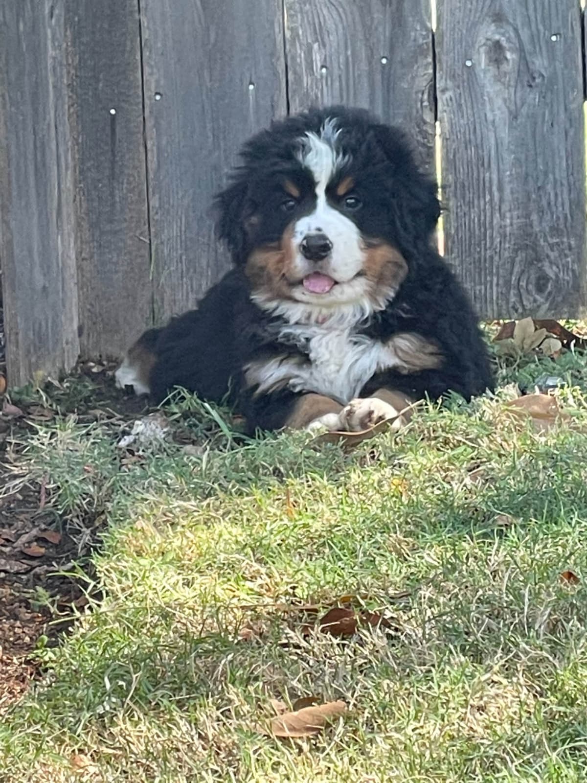 Bernese Mountain Dog Puppies breeder image 47