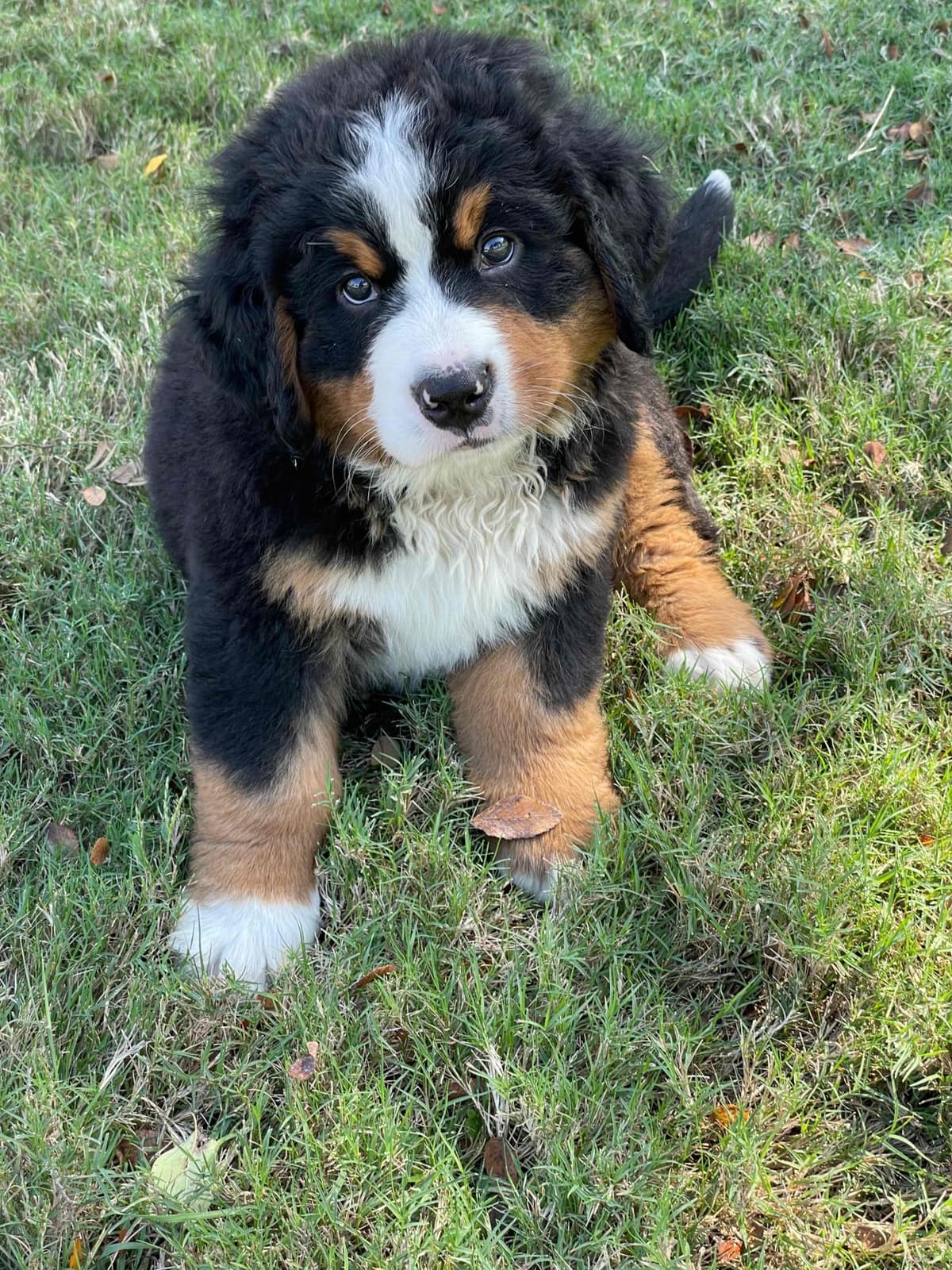 Bernese Mountain Dog Puppies breeder image 53