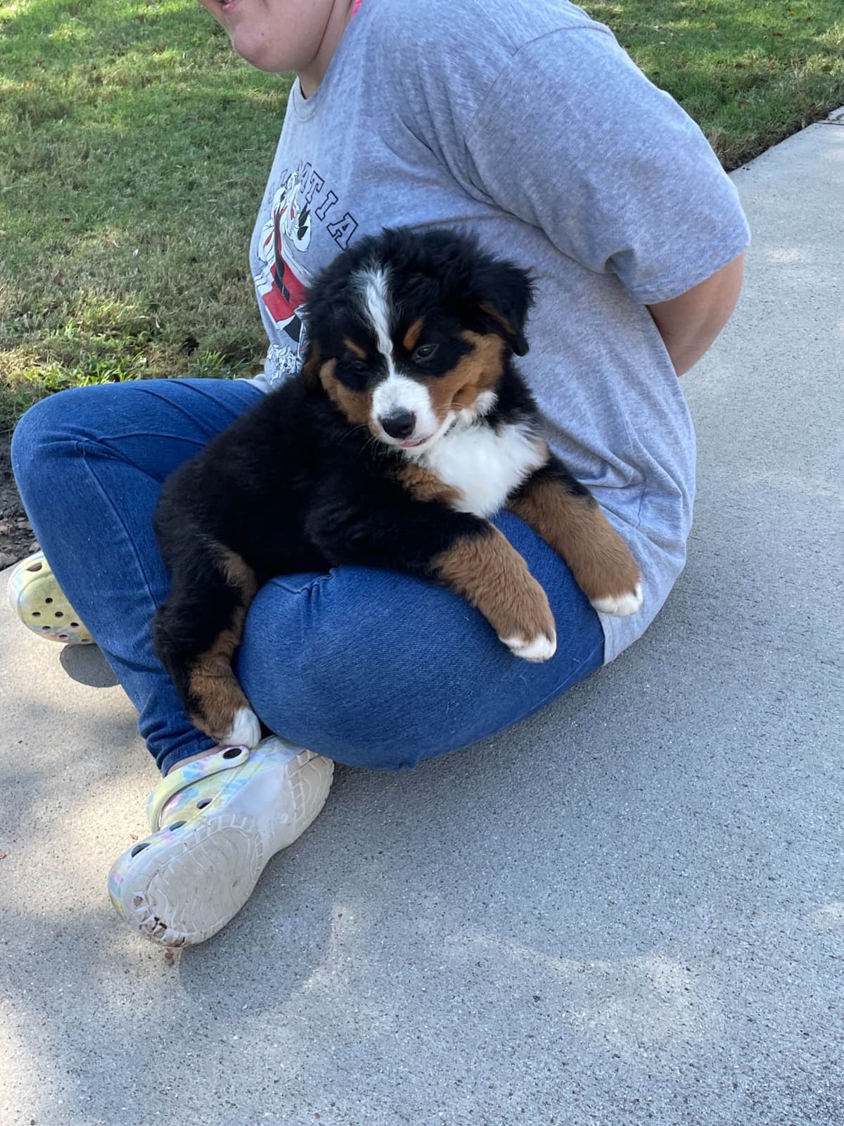 Bernese Mountain Dog Puppies breeder image 48