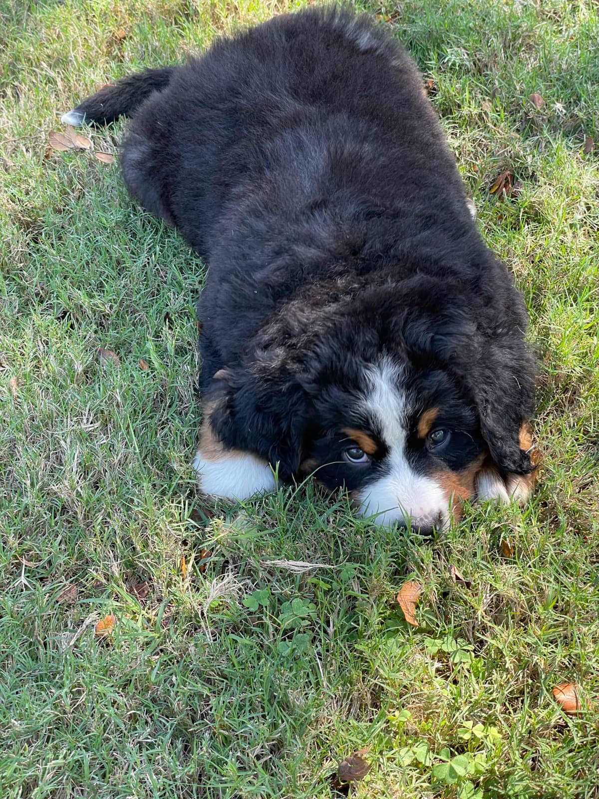 Bernese Mountain Dog Puppies breeder image 51