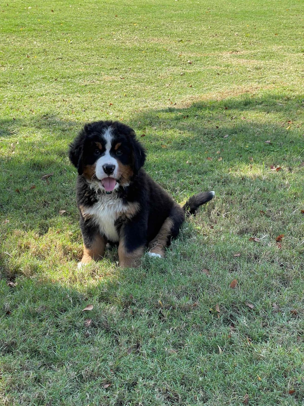 Bernese Mountain Dog Puppies breeder image 50