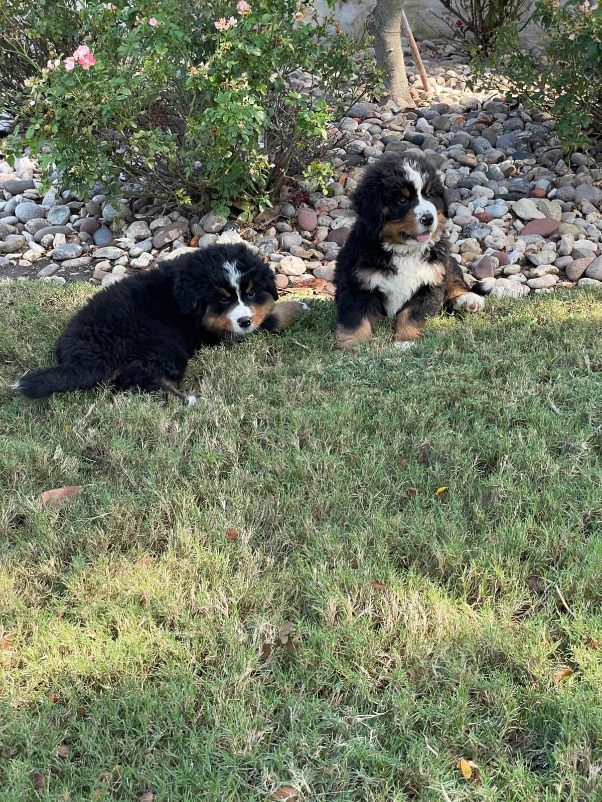 Bernese Mountain Dog Puppies breeder image 57