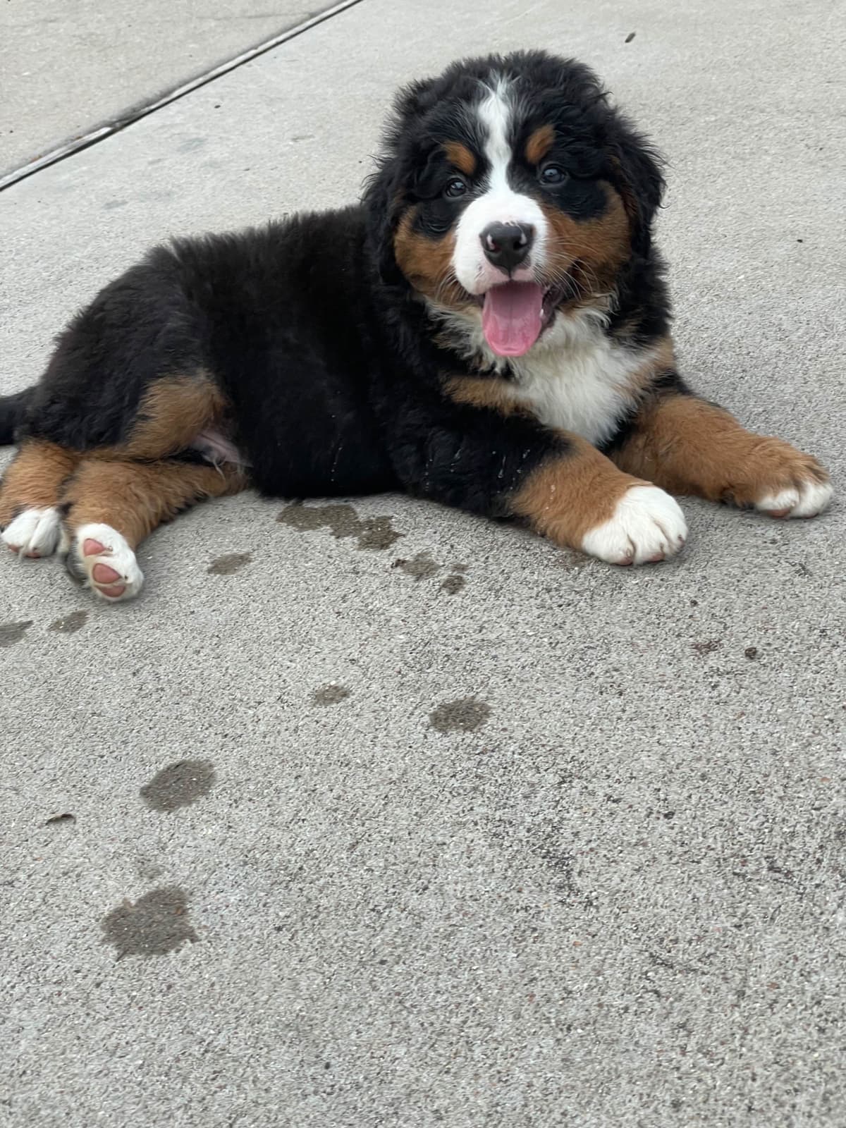 Bernese Mountain Dog Puppies breeder image 52