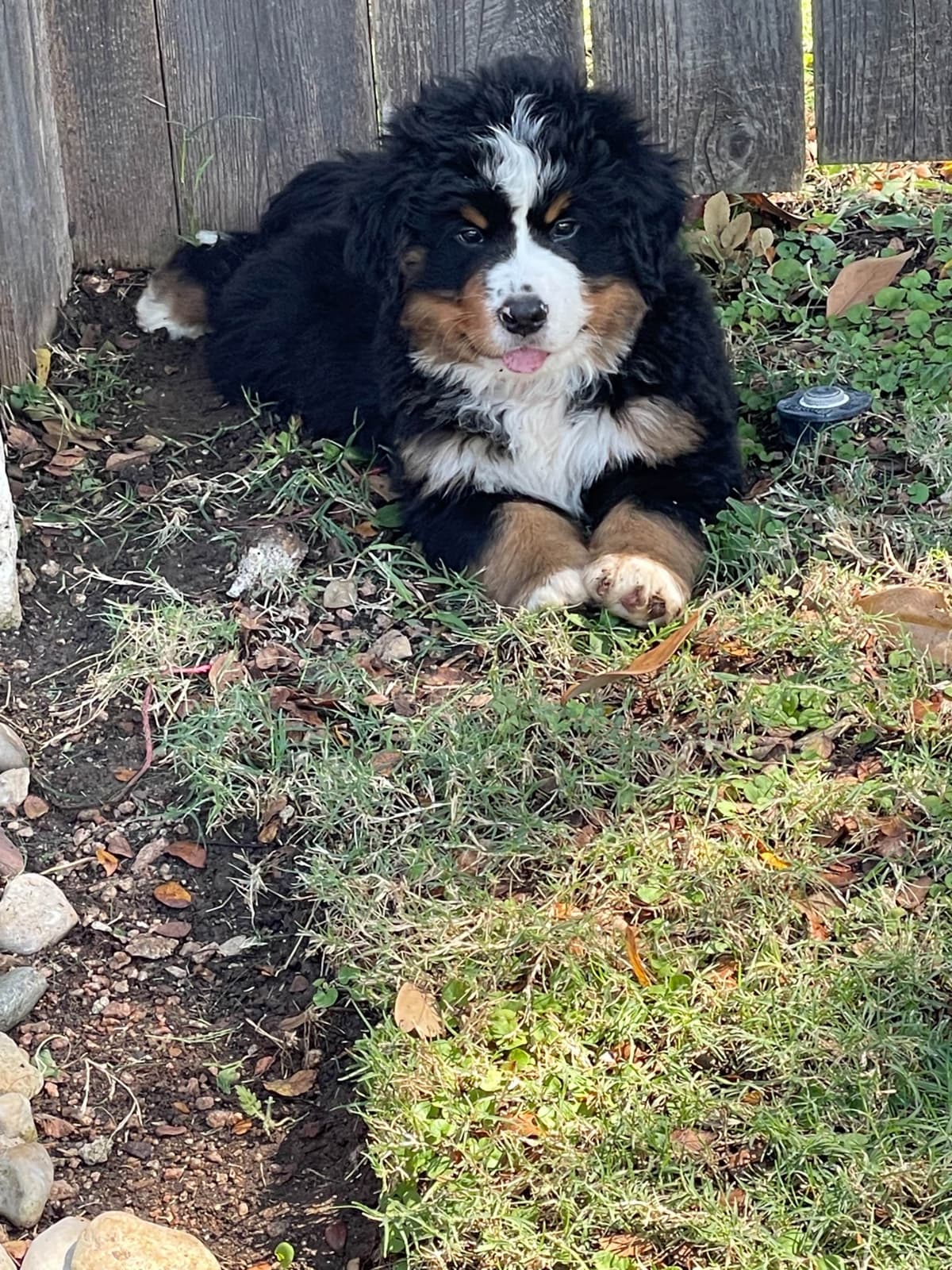 Bernese Mountain Dog Puppies breeder image 54