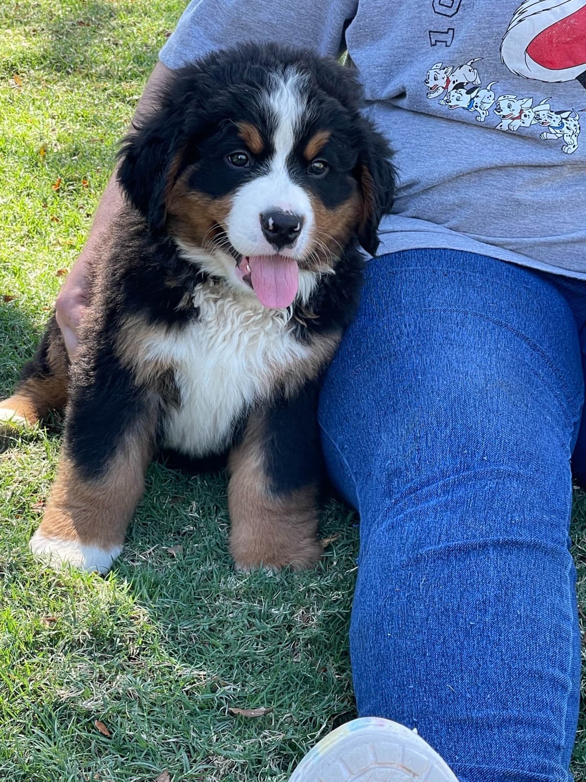 Bernese Mountain Dog Puppies breeder image 55