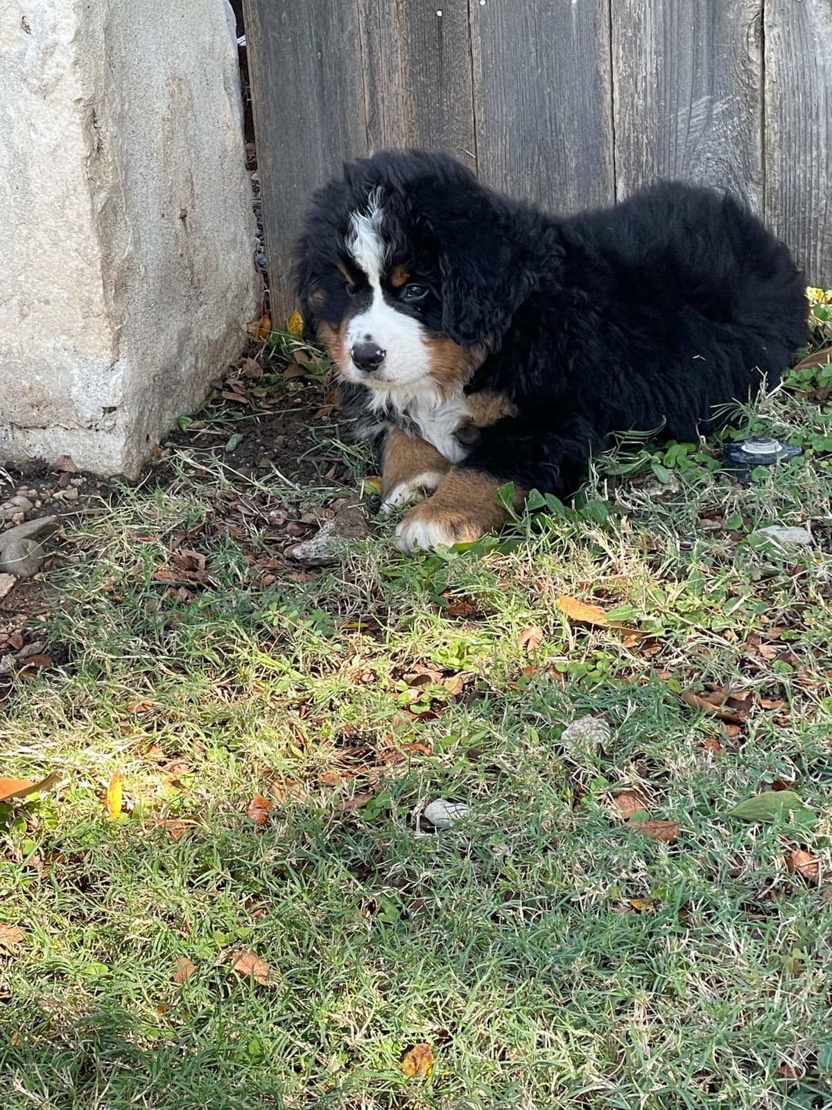 Bernese Mountain Dog Puppies breeder image 56