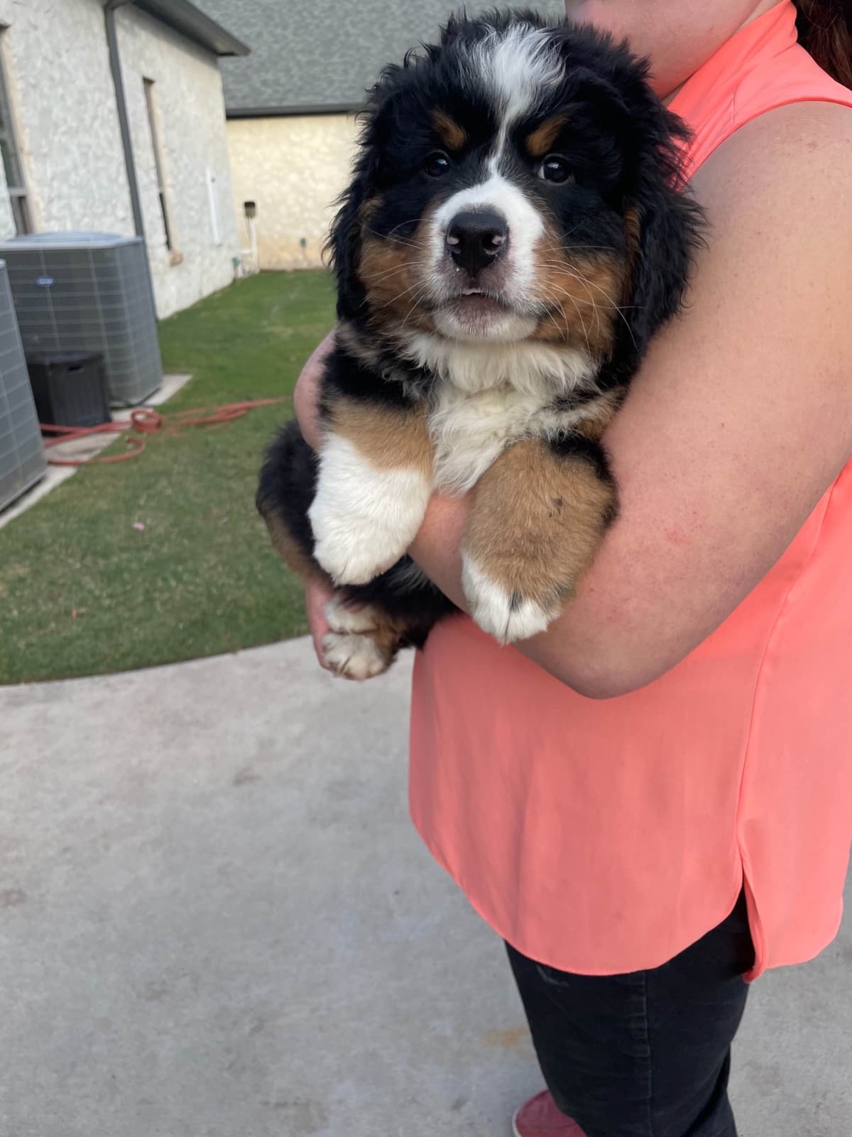 Bernese Mountain Dog Puppies breeder image 58