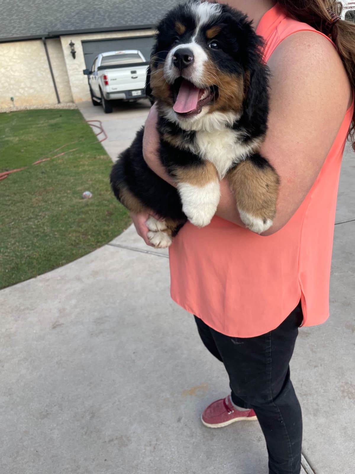 Bernese Mountain Dog Puppies breeder image 59