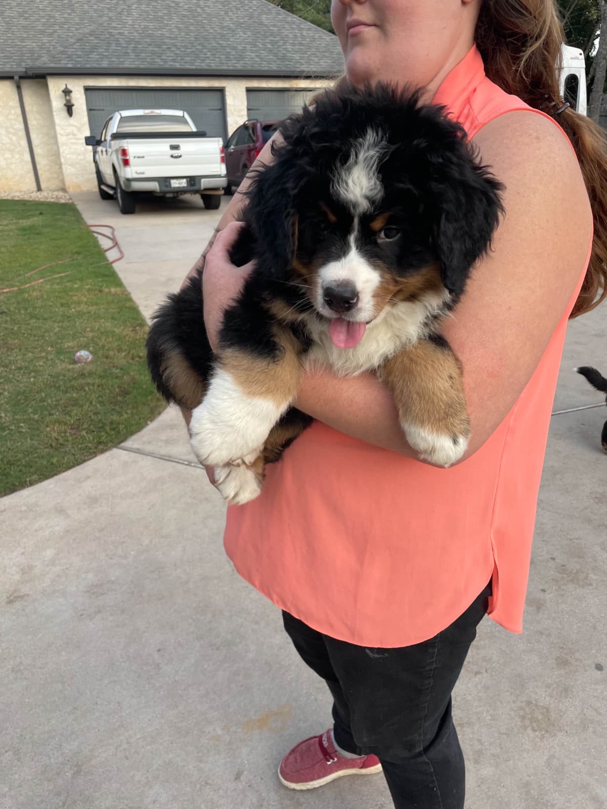Bernese Mountain Dog Puppies breeder image 60