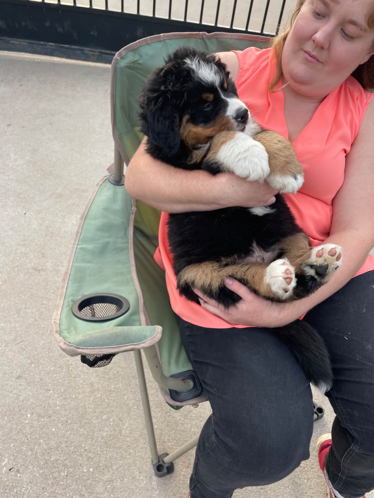 Bernese Mountain Dog Puppies breeder image 61