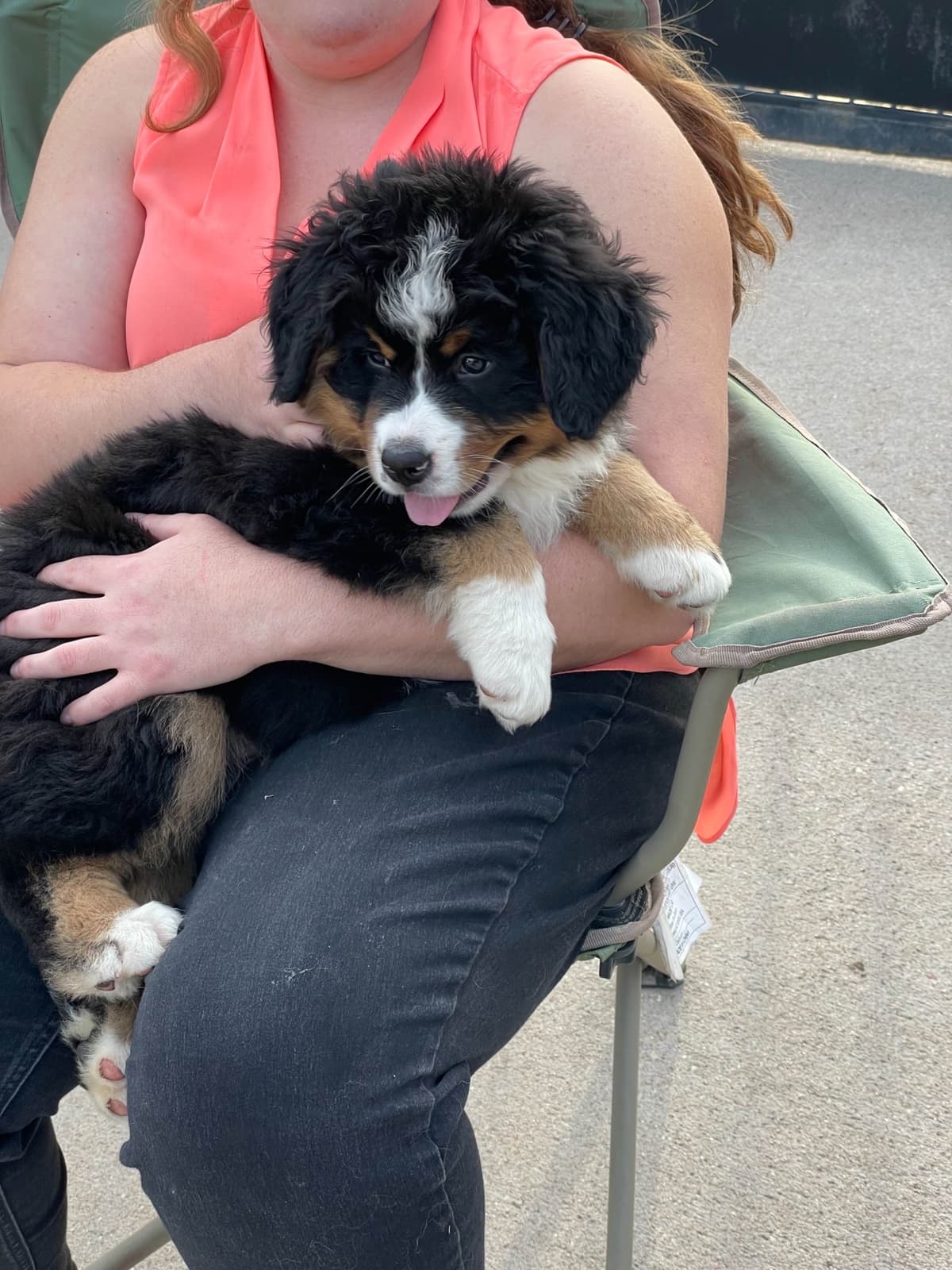 Bernese Mountain Dog Puppies breeder image 62