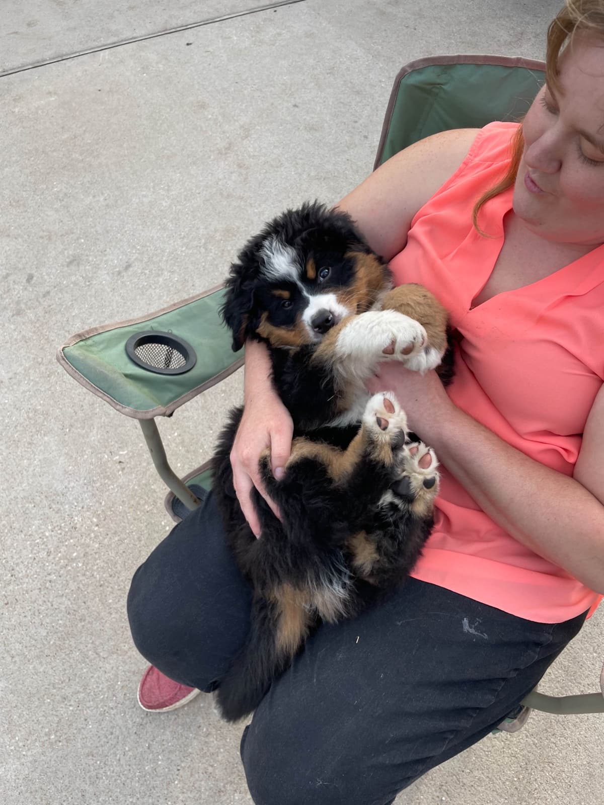 Bernese Mountain Dog Puppies breeder image 63