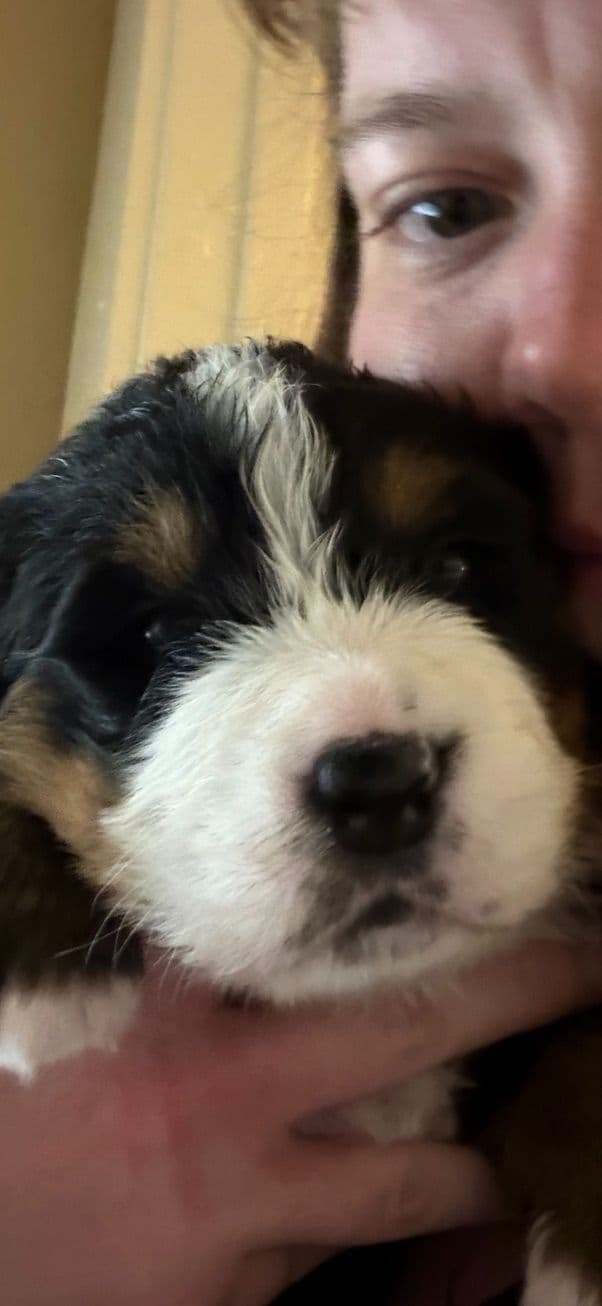 Bernese Mountain Dog Puppies media 2