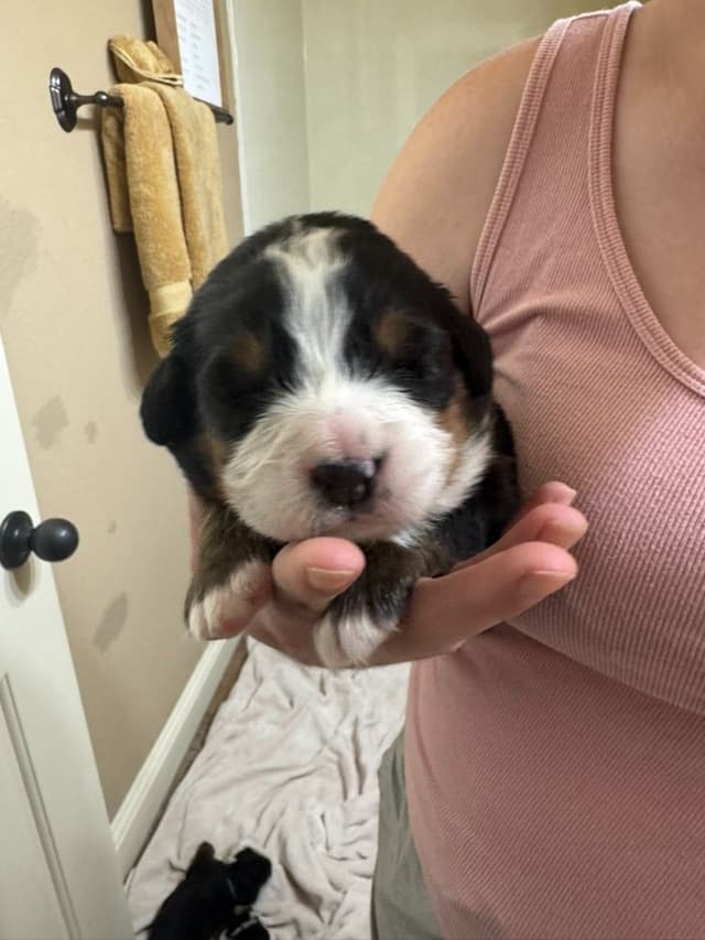 Bernese Mountain Dog Puppies media 3