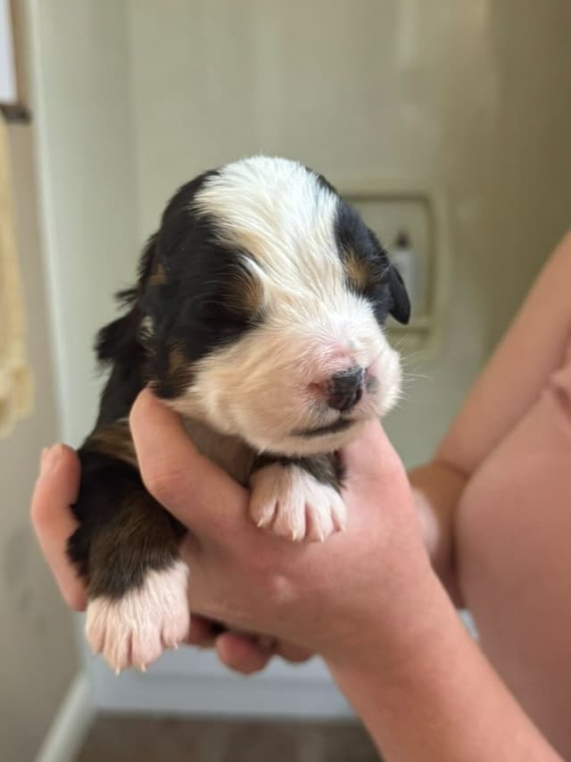 Bernese Mountain Dog Puppies media 4