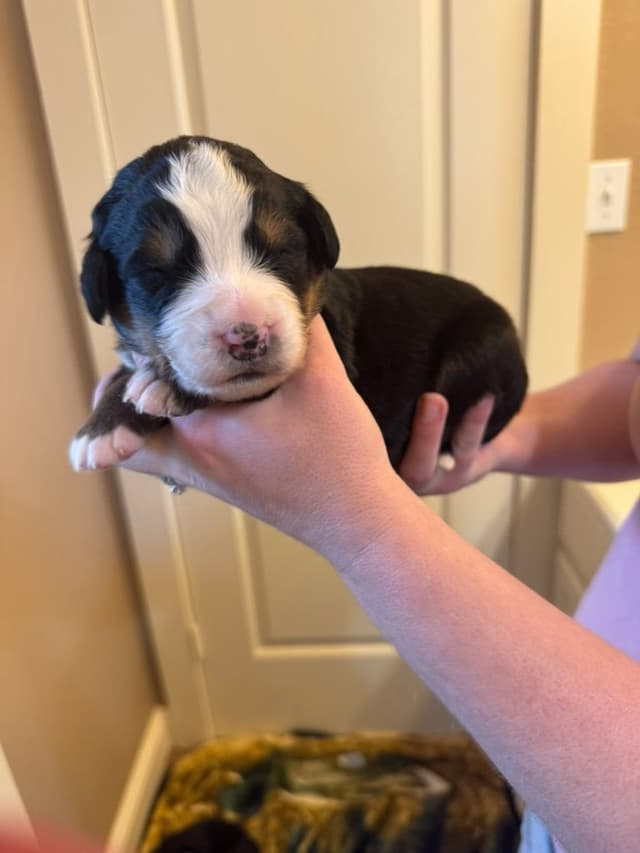 Bernese Mountain Dog Puppies media 5