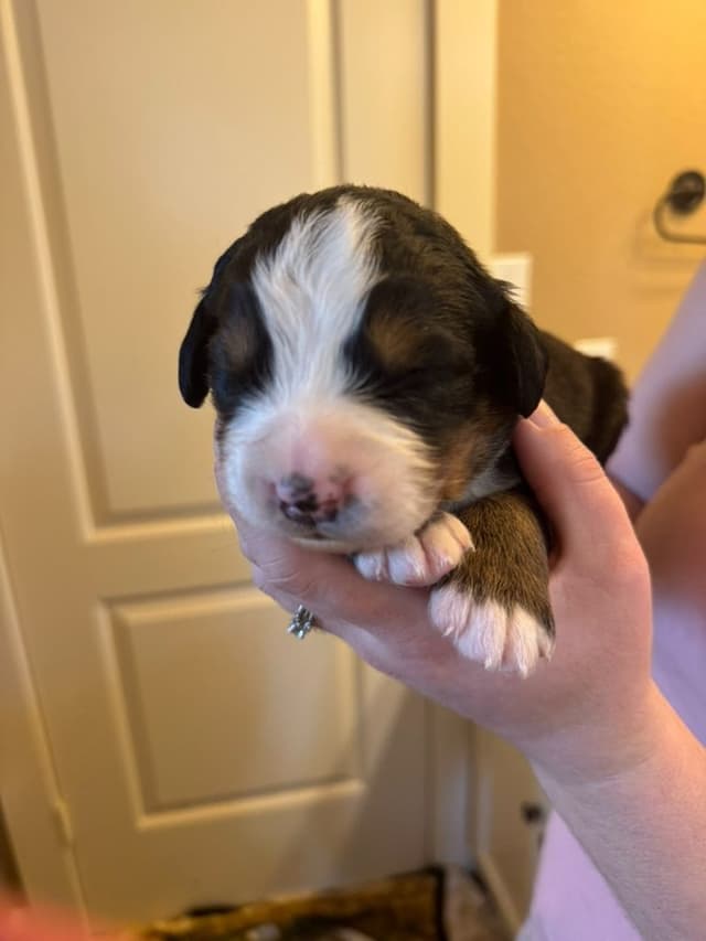Bernese Mountain Dog Puppies media 6