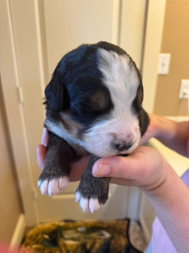 Bernese Mountain Dog Puppies media 7