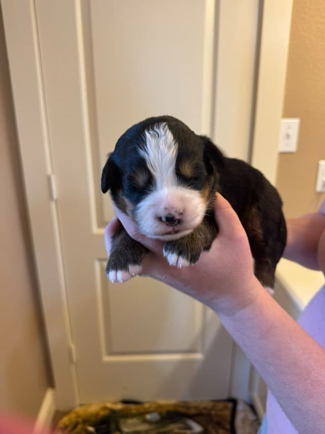 Bernese Mountain Dog Puppies media 8