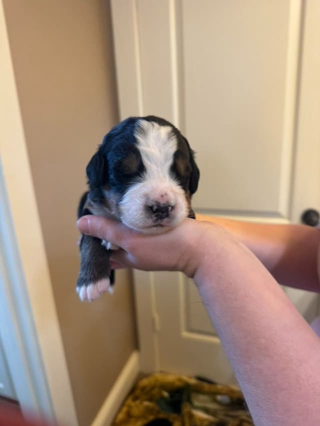 Bernese Mountain Dog Puppies media 9