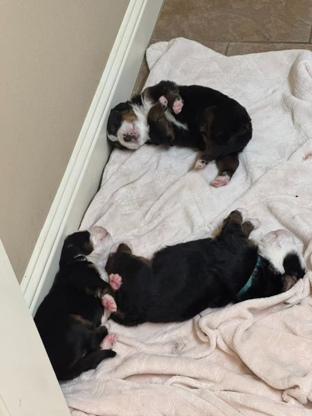 Bernese Mountain Dog Puppies media 11