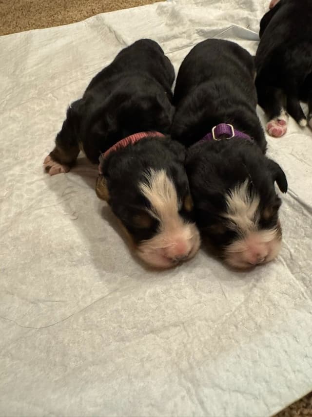 Bernese Mountain Dog Puppies media 12