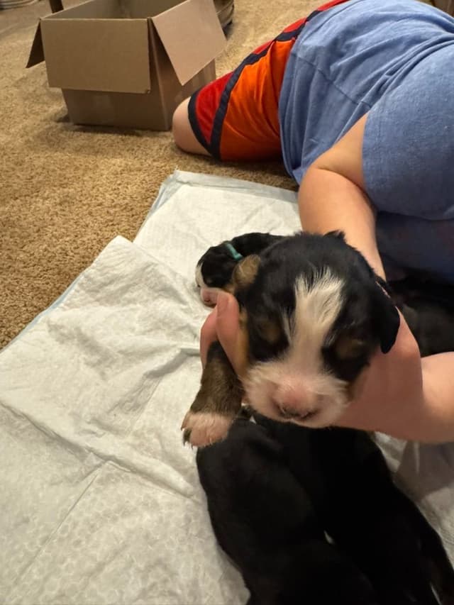 Bernese Mountain Dog Puppies media 13