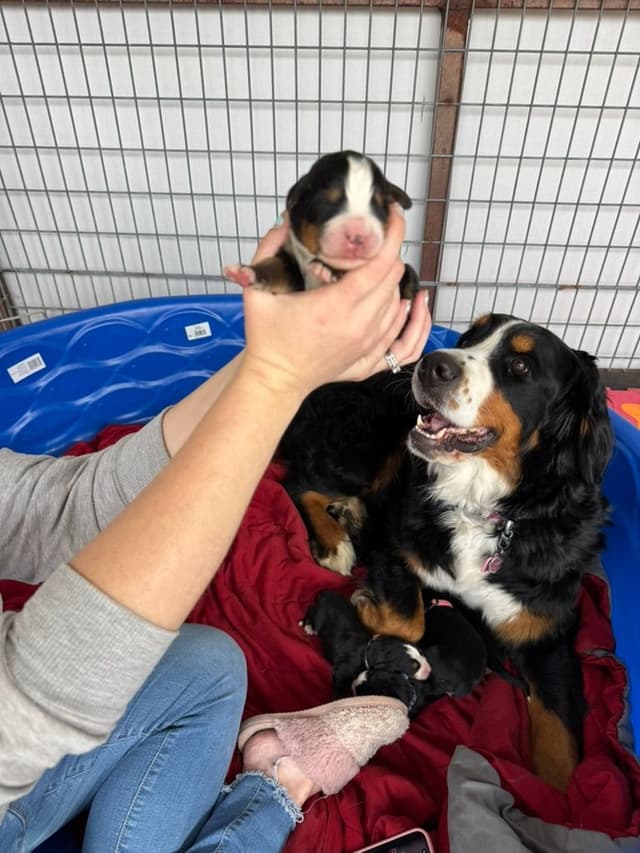 Bernese Mountain Dog Puppies media 16