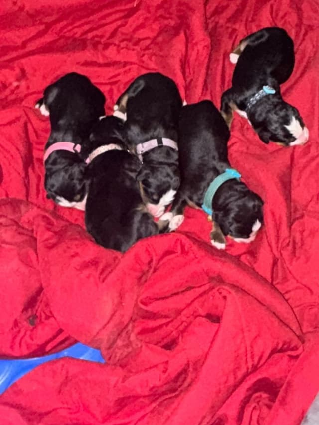 Bernese Mountain Dog Puppies media 18