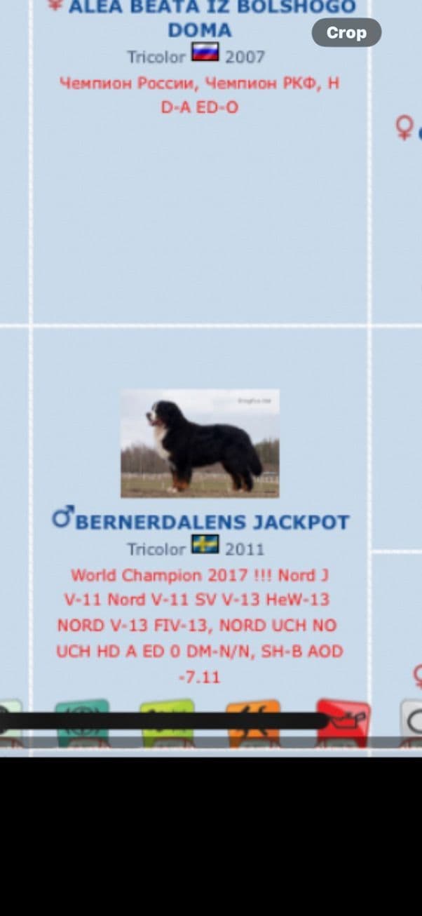 Bernese Mountain Dog Puppies media 19