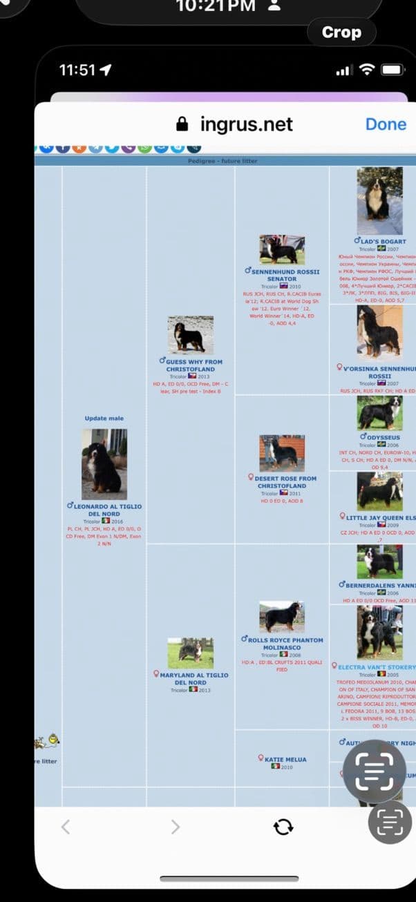 Bernese Mountain Dog Puppies media 20