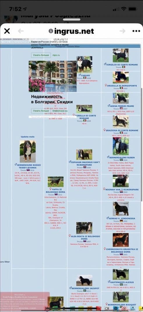 Bernese Mountain Dog Puppies media 23
