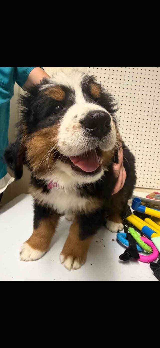 Bernese Mountain Dog Puppies media 25
