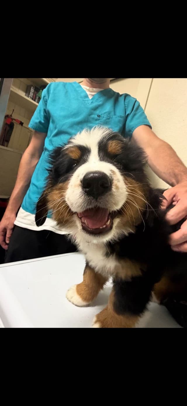 Bernese Mountain Dog Puppies media 26