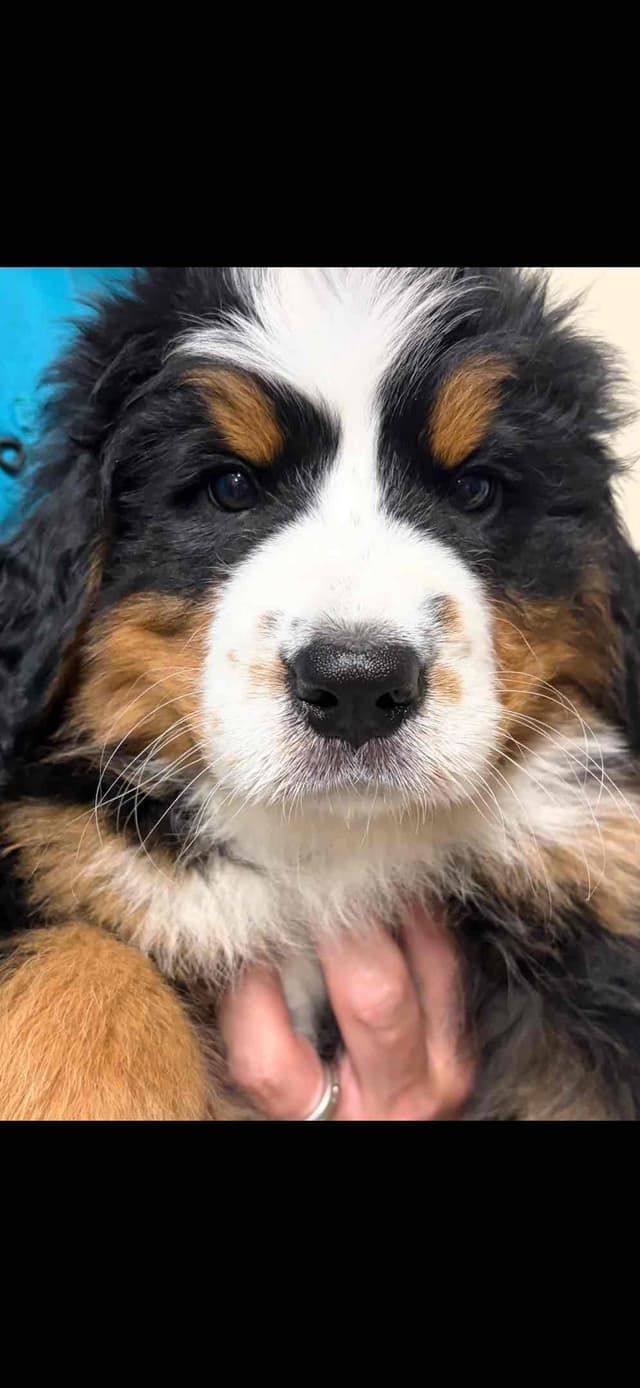 Bernese Mountain Dog Puppies media 27