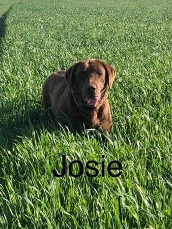 Labrador Retriever Puppies breeder image 2