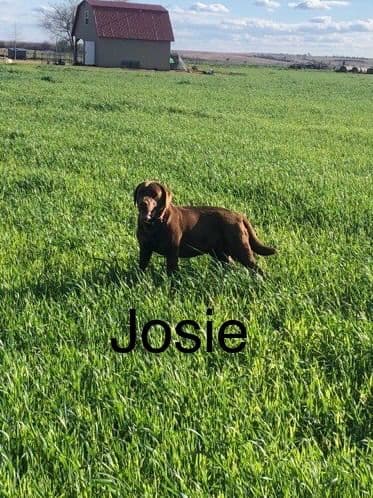 Labrador Retriever Puppies breeder image 3