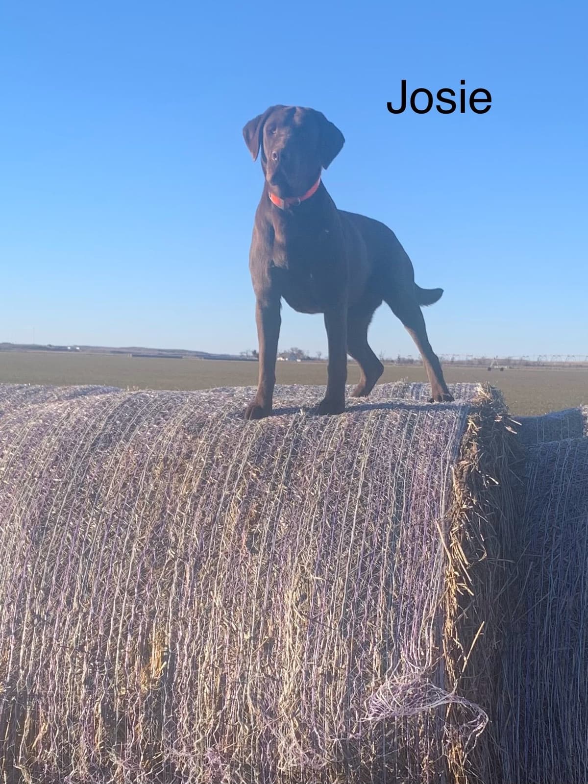 Labrador Retriever Puppies breeder image 4